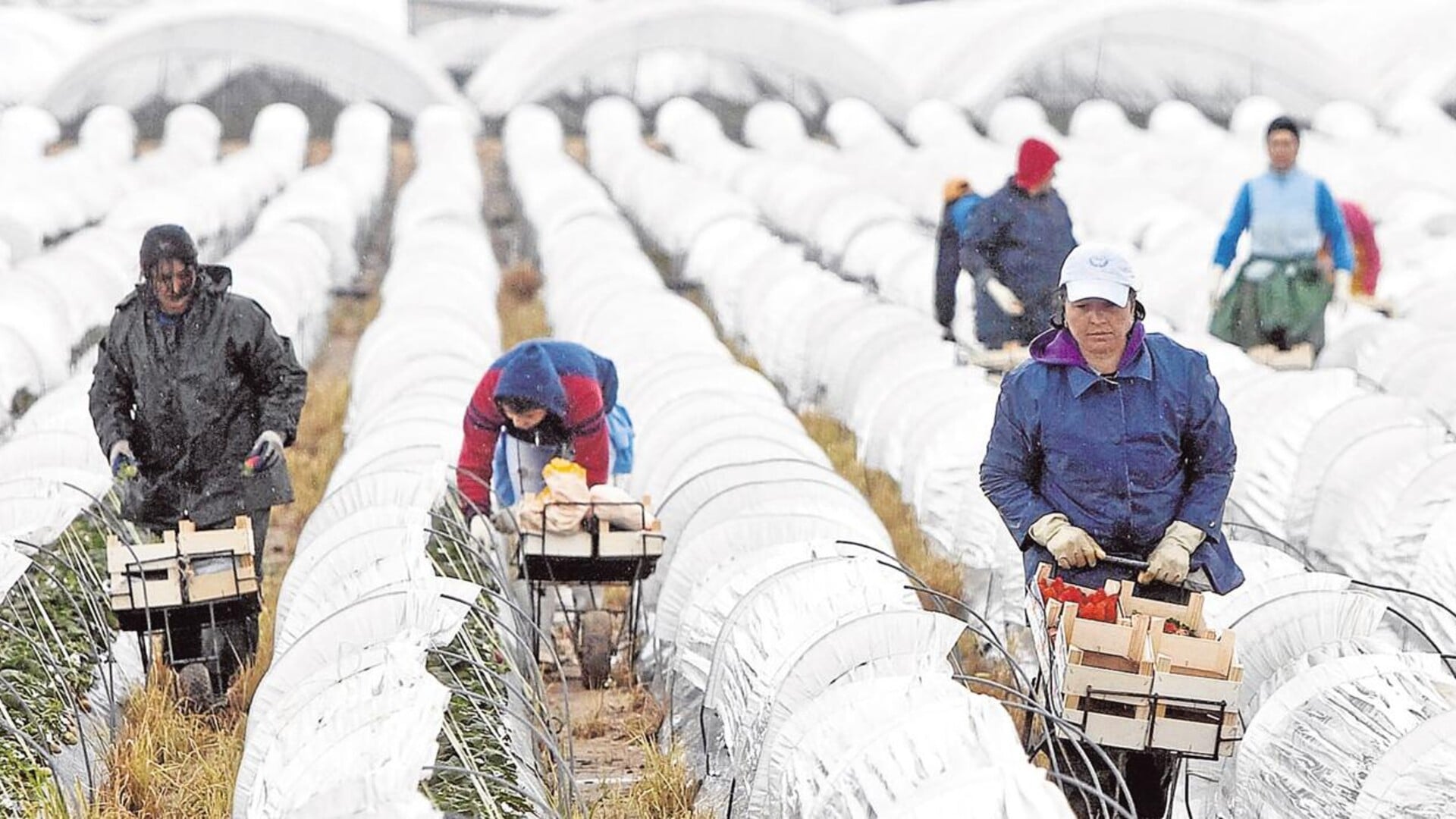 Trabajadores en campos agrícolas de Andalucía
